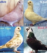 African Owl Pigeons For Sale