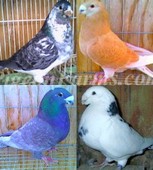 American Show Racer Pigeons For Sale