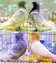 Blondinette Pigeons For Sale