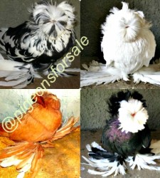 Bokhara Trumpeters For Sale