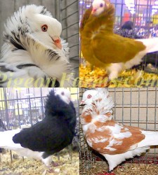 Capuchine Pigeons For Sale