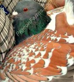 Cauchois Pigeons For Sale