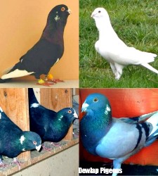Dewlap Pigeons For Sale