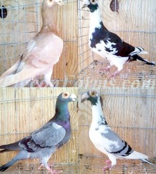 English Carrier Pigeosn For Sale
