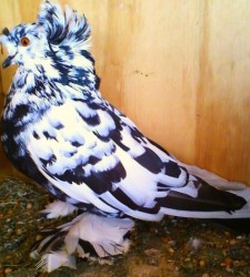 English Trumpeter Pigeons For Sale