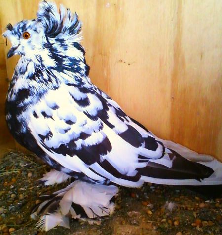 English Trumpeter Pigeons For Sale