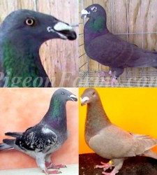 Exotic Homer Pigeons