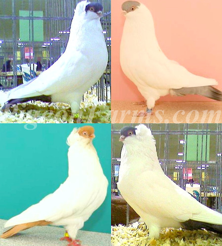 Helmet Pigeons For Sale