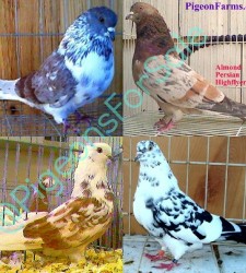 HighFlyer Pigeons For Sale