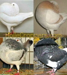 Holle Cropper pigeons for sale sample 1