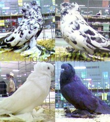 Hungarian House Pigeons For Sale