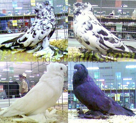 Hungarian House Pigeons For Sale