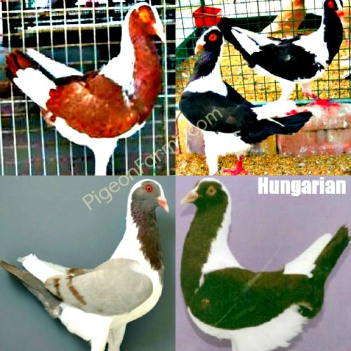 Hungarian Pigeons