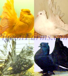 Indian Fantails Pigeons