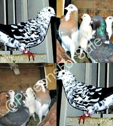 Indian Mondain Pigeons