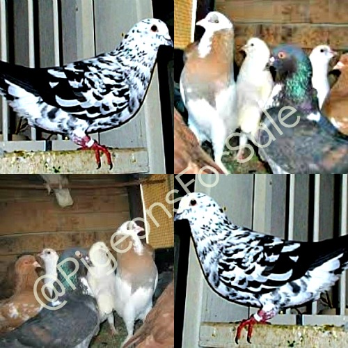 Indian Mondain Pigeons