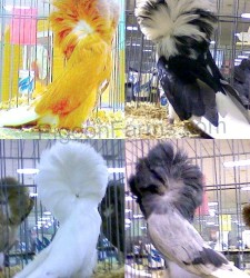 Jacobin Pigeons For Sale