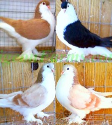 Lahore Pigeons for sale 1