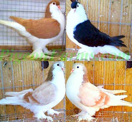 Lahore Pigeons for sale 1