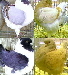 Modena Pigeons For Sale