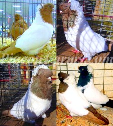 Nun Pigeons For Sale 1