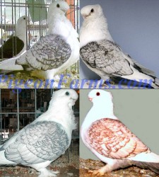 Satinette Pigeons For Sale
