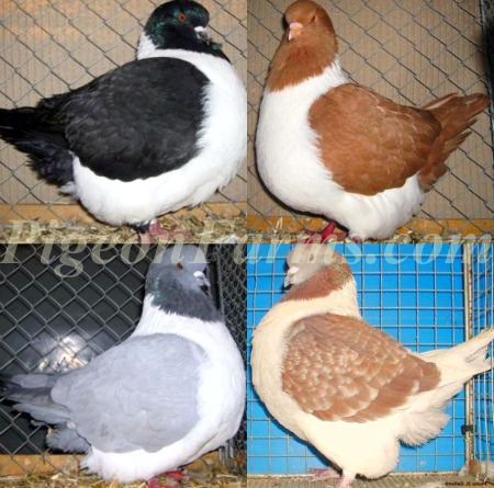 Strasser Pigeons