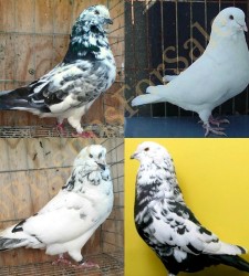 Swiss Mondain Pigeons for sale