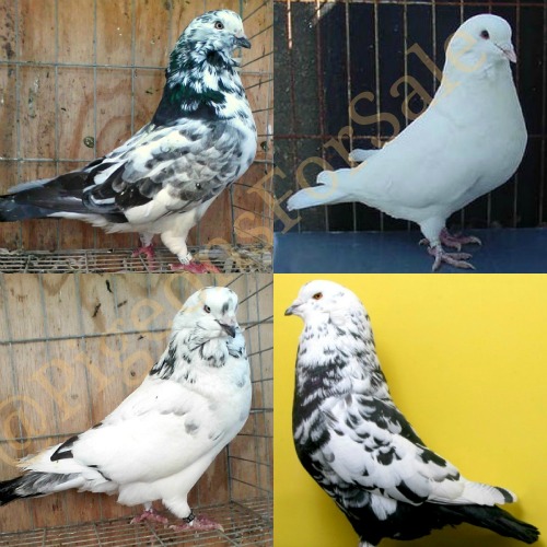 Swiss Mondain Pigeons for sale 1