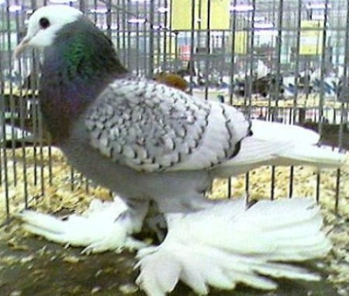 Check pattern color pigeon