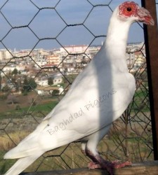 Bagdad Pigeons