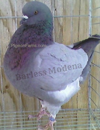 Barless Modena Pigeons