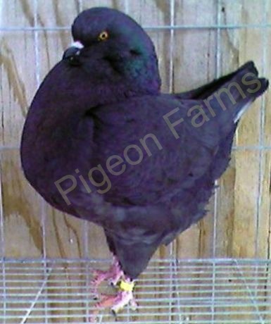 Black Show King Pigeons