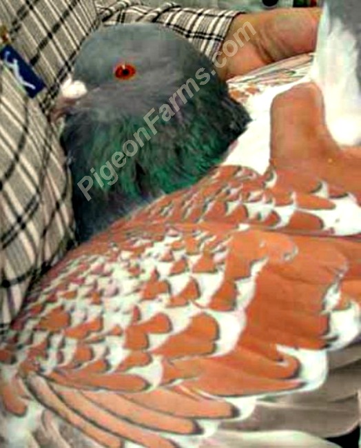 Cauchois Pigeons For Sale