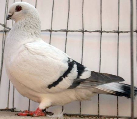 Damascene Pigeons For Sale