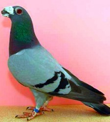 Dragoon Pigeons For Sale