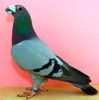 Dragoon Pigeons For Sale