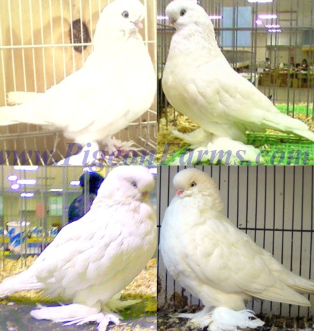 English Tumbler Pigeons For Sale