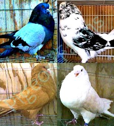Giant Runt Pigeons for sale