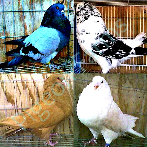 Giant Runt Pigeons for sale