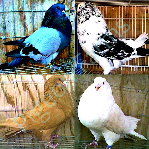 Giant Runt Pigeons for sale