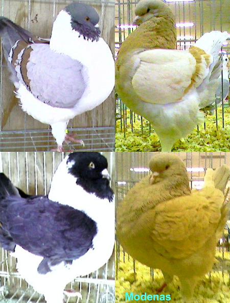 Modena Pigeons For Sale
