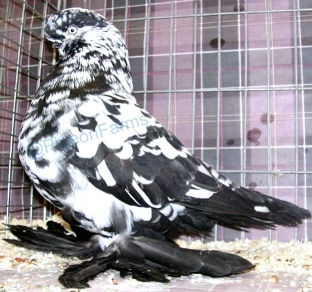 Mottled English Tumbler Pigeons