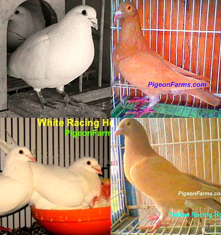 Racing Pigeons For Sale