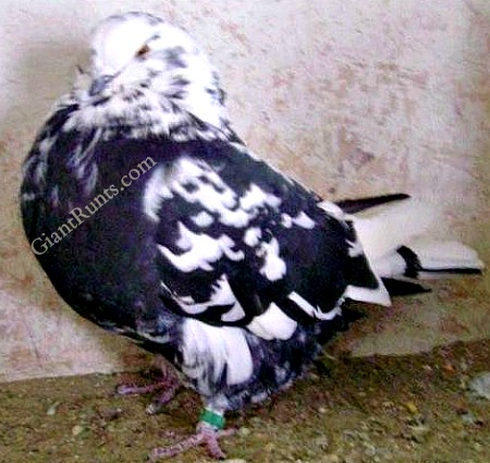 Runt Pigeon Mottle Black and White