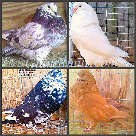 Runt Pigeons For Sale