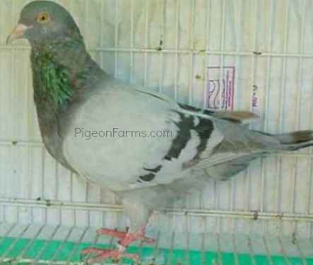 Silver King Pigeons For Sale
