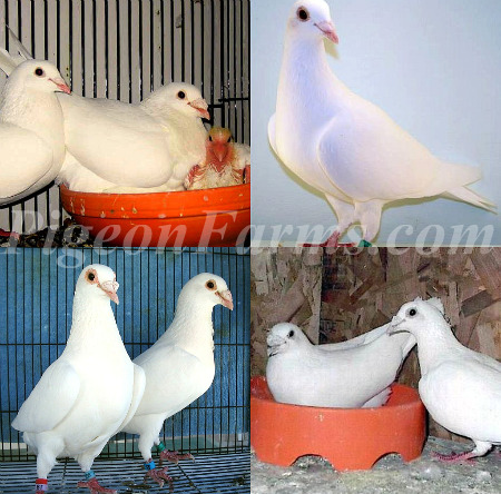 White Dove Release