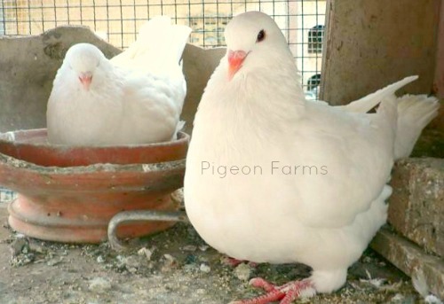 White King Pigeons For Sale