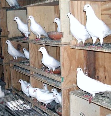 White Pigeons For Sale